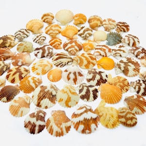 Peut inclure: Une collection de coquillages à rayures brunes et blanches et quelques coquillages blancs unis. Les coquillages sont disposés en cercle sur un fond blanc.