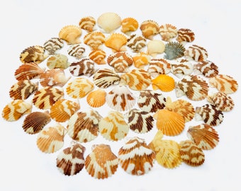 Pecten tranquebaricus, shell, cabinet of curiosities, bivalve, DIY shell, mosaic shell, creative leisure shell, pecten