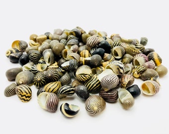 Small Striped Shells, Neritina, Curiosity Cabinet, Collectible Shell, Zebra  Shells for Creative Leisure, Nerite Shell - Etsy