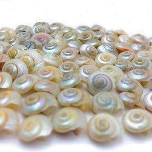Piccola conchiglia, umbonio perlato, piccola conchiglia perlata, armadietto delle curiosità, mini conchiglia, madreperla, decorazione dell'acquario, conchiglia rosa