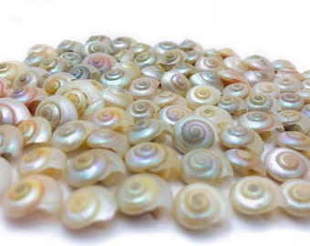 Small shell, pearly umbonium, small pearly shell, curiosity cabinet, mini shell, mother-of-pearl, aquarium decoration, pink shell