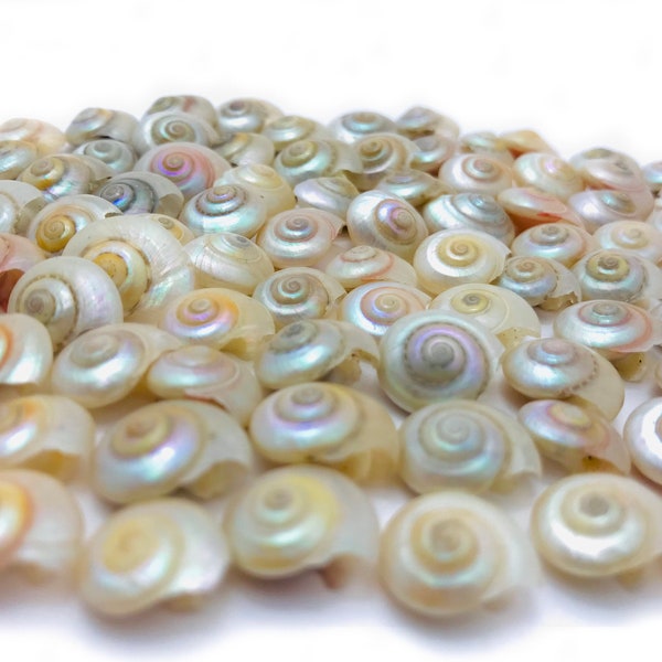 Small shell, pearly umbonium, small pearly shell, curiosity cabinet, mini shell, mother-of-pearl, aquarium decoration, pink shell