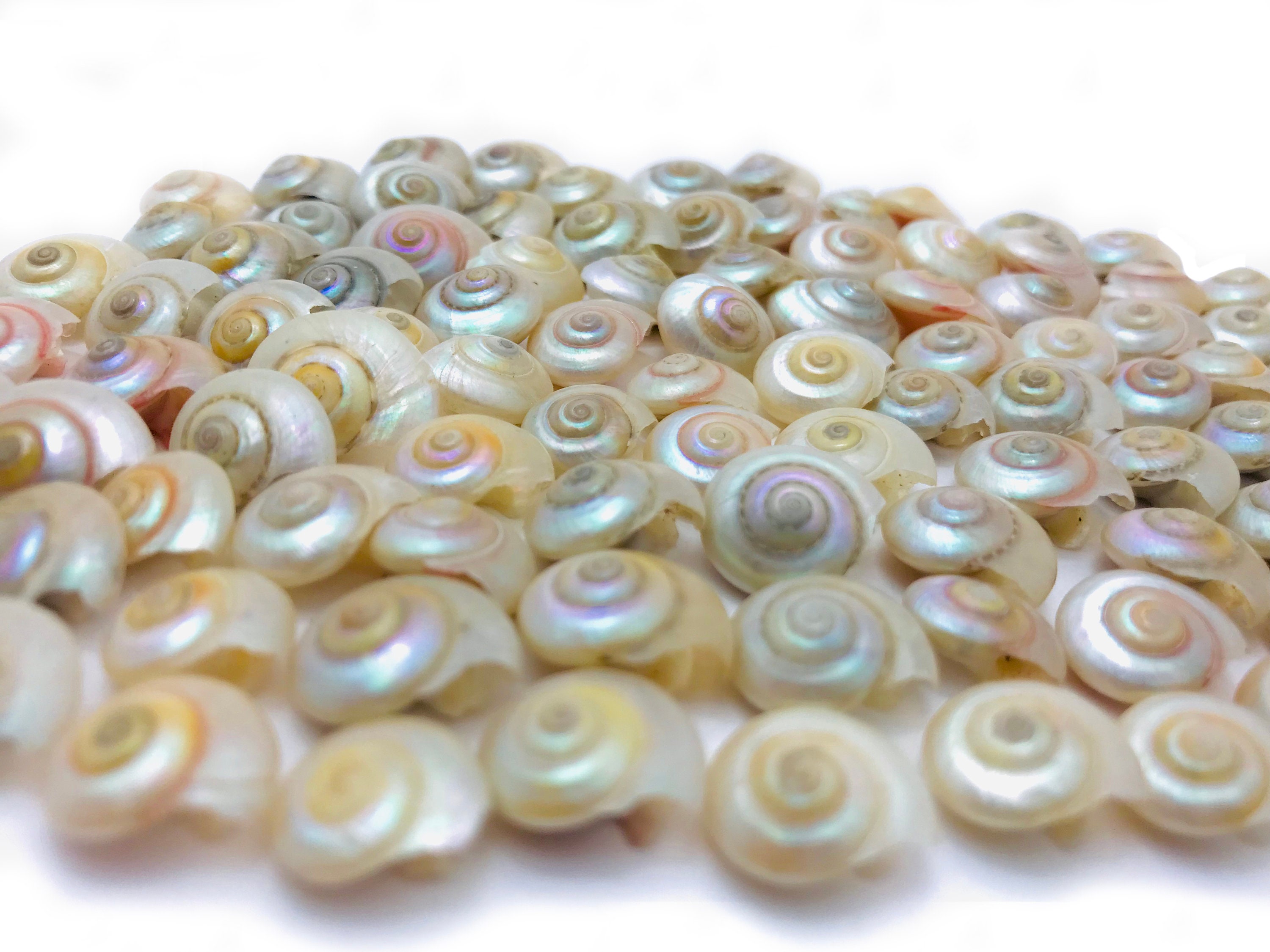 Small Shell Pearly Umbonium Small Pearly Shell Curiosity Etsy