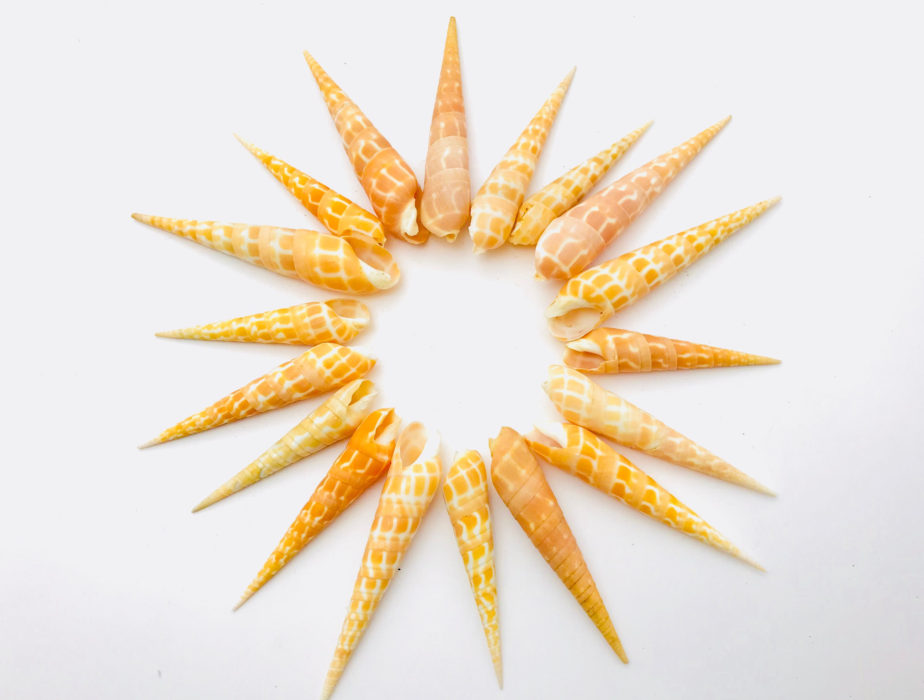 Coquillage, Terebra Dimidiata, Coquillage Orange, Cônes, Grand Coquillage, Animal Marin, Cabinet de 