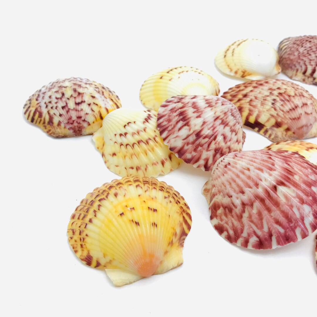 Argopecten Gibbus, Red Yellow Shell, Curiosity Cabinet, Shell ...