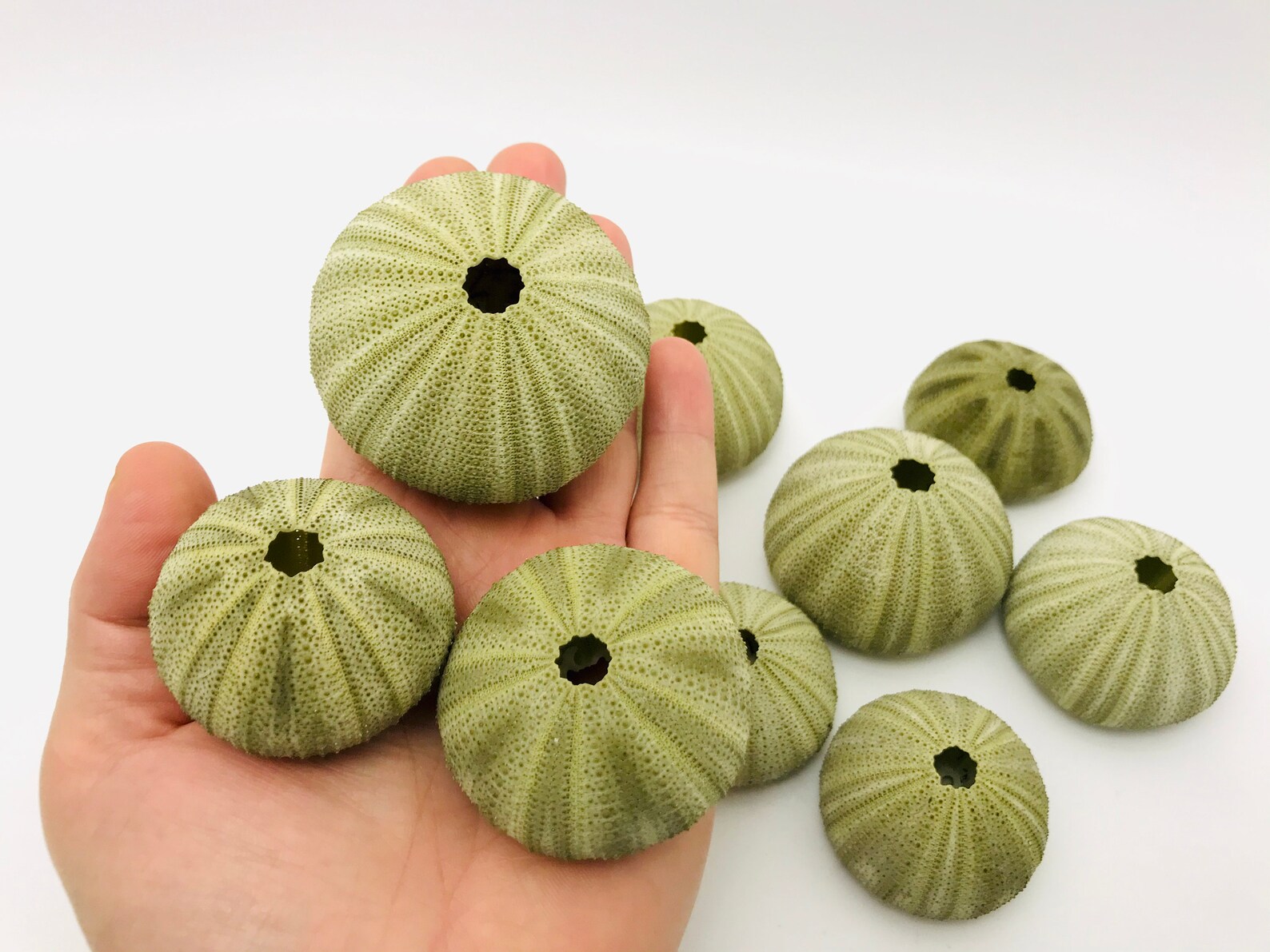 Seeigel grüner Seeigel echter Seeigel Seeigeltest Muschel Etsy