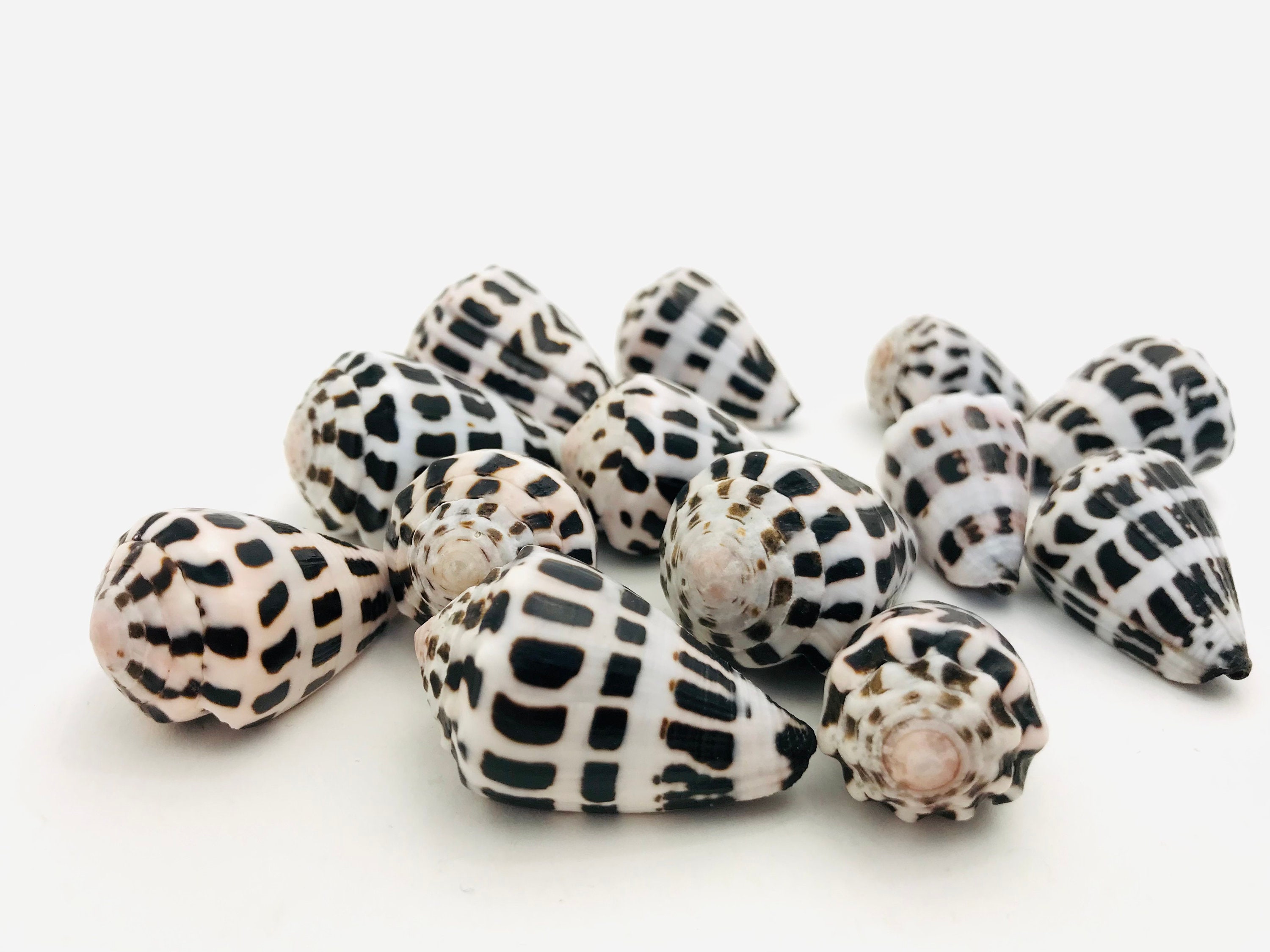 Conus Ebraeus, Small Black and White Seashell, Cabinet of Curiosities ...