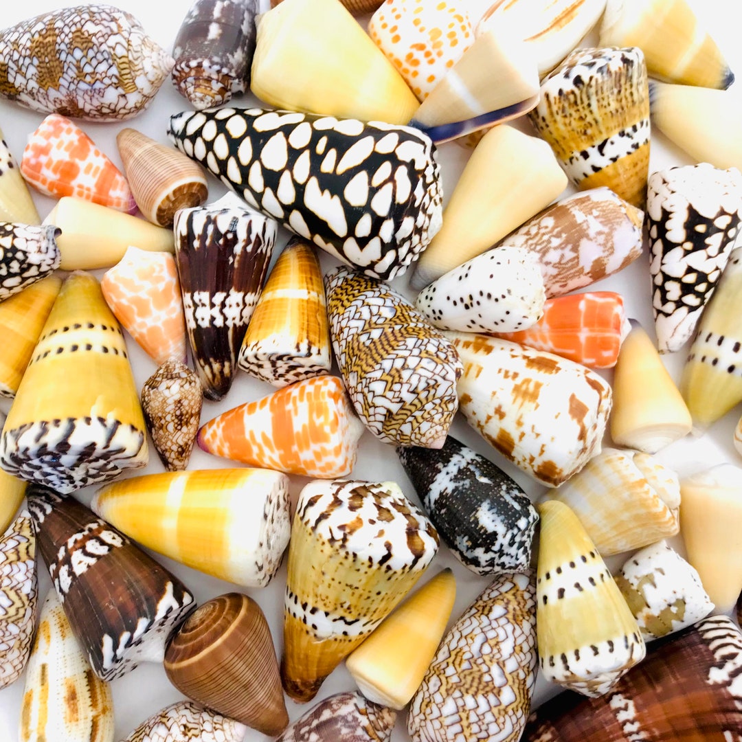 Achat Sachet de 1000 Boules Multicolores pas cher