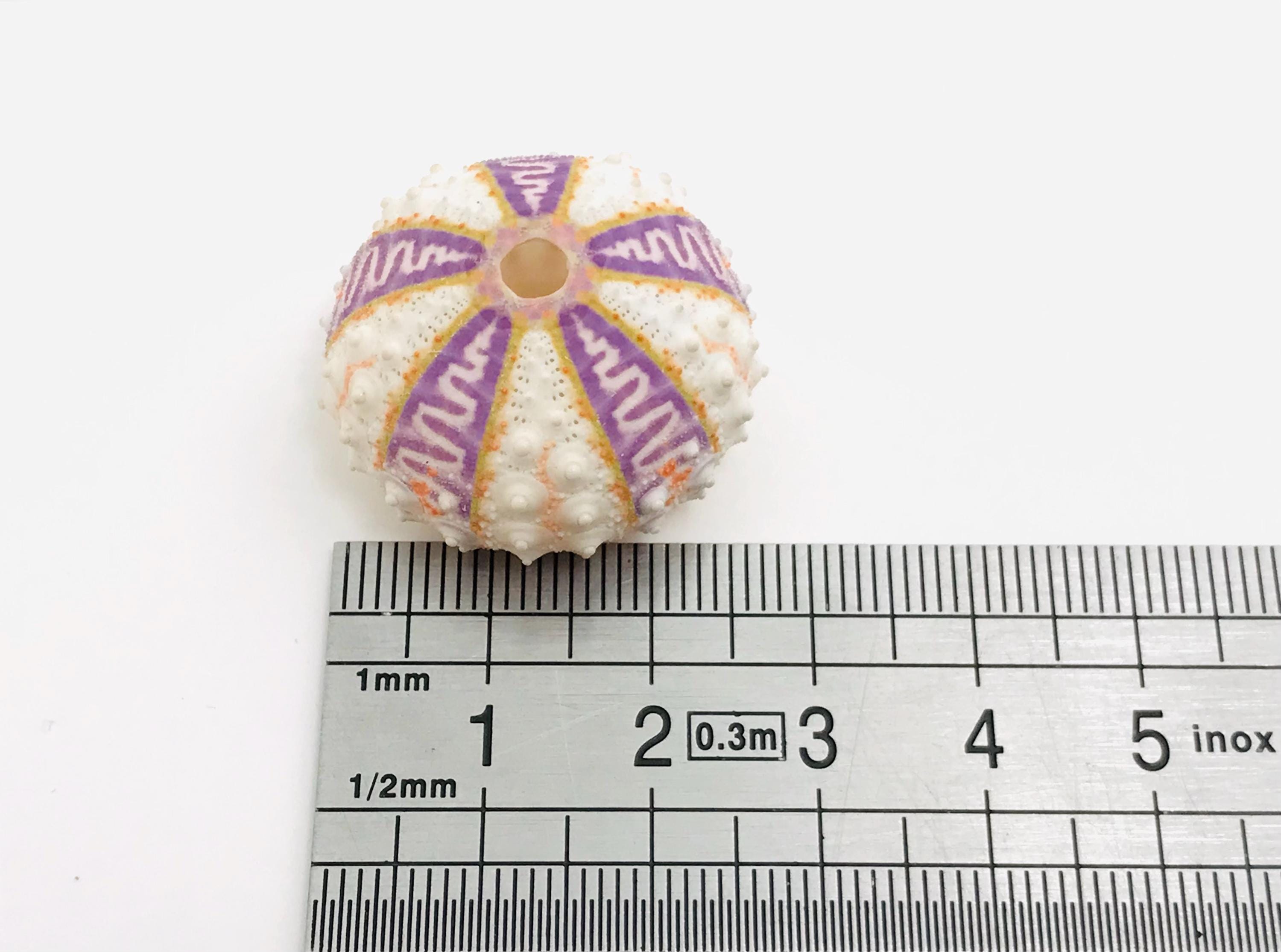 ウニ Coelopleurus exquisitus 28 mm - 希少海洋標本 - 珍品
