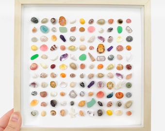 May include: A framed collection of seashells in various colors and shapes, arranged in a grid pattern on a white background.
