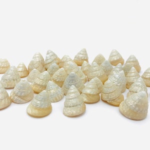 Coquillage, coquillage nacré, nacre, cabinet de curiosité, décoration de table, coquillage blanc, petit coquillage, loisirs créatifs