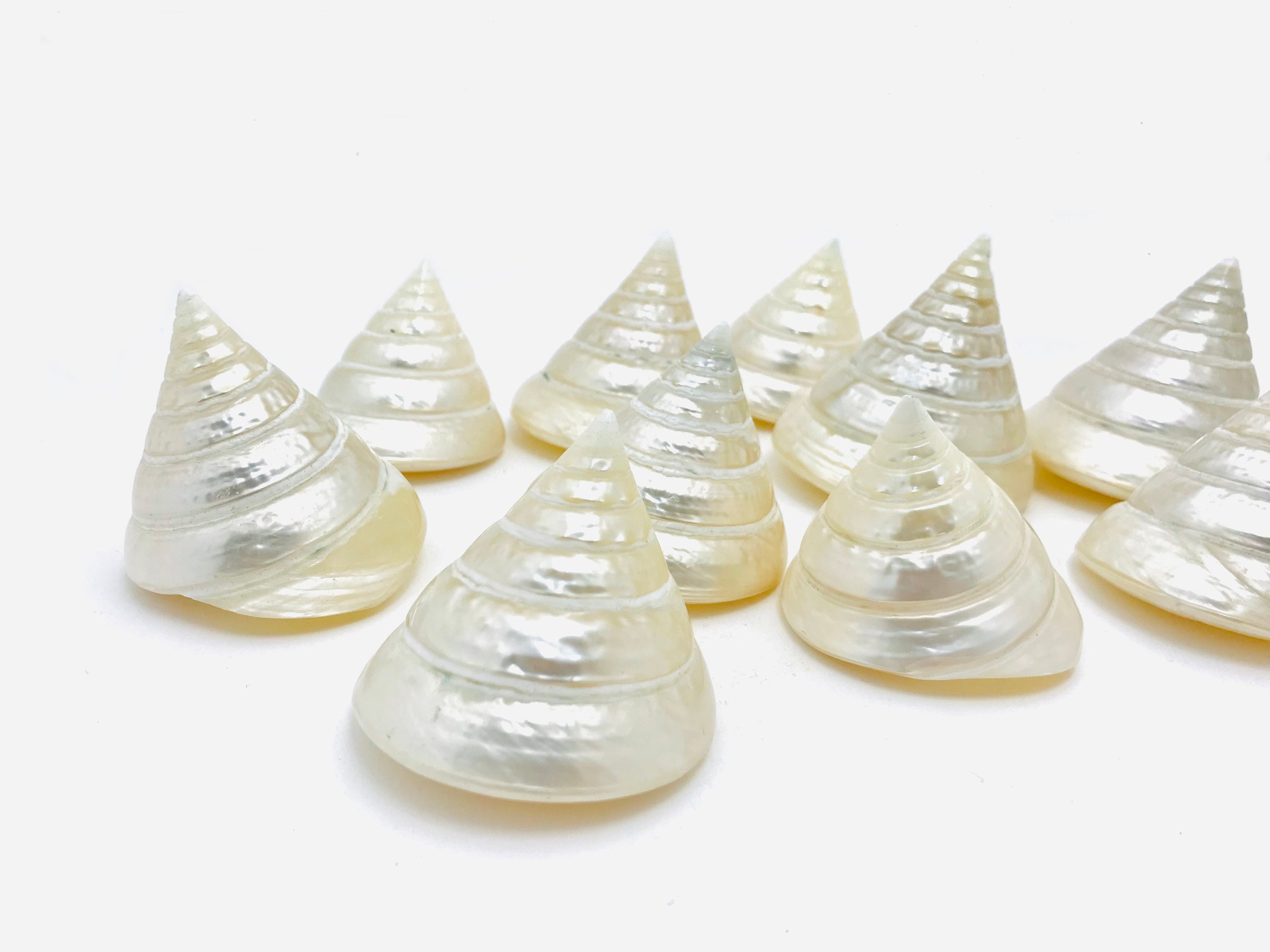 Coquillage Nacré, Trochus, Coquillage, Décoration Mariage, Nacre, Trocha, Cabinet de Curiosité, Coqu