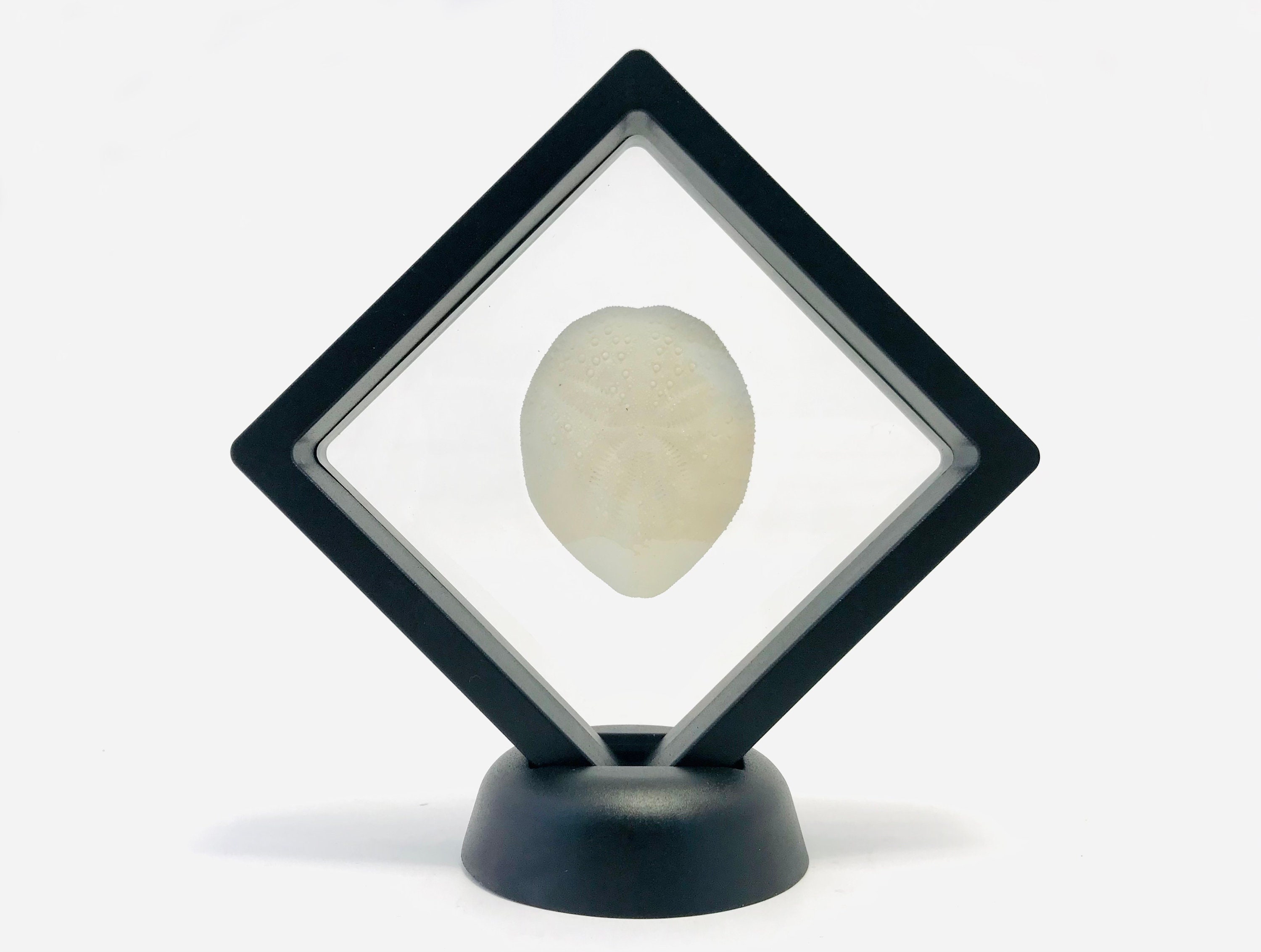 Oursin Blanc, Test Oursin, Cabinet de Curiosité, Cadre Flottant, Coquille Cadeau Noël, Coquillage, C