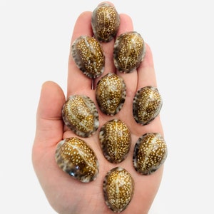 Puede incluir: Una colección de diez conchas marinas marrones y blancas con manchas de diferentes tamaños, dispuestas en forma de pirámide en una mano.