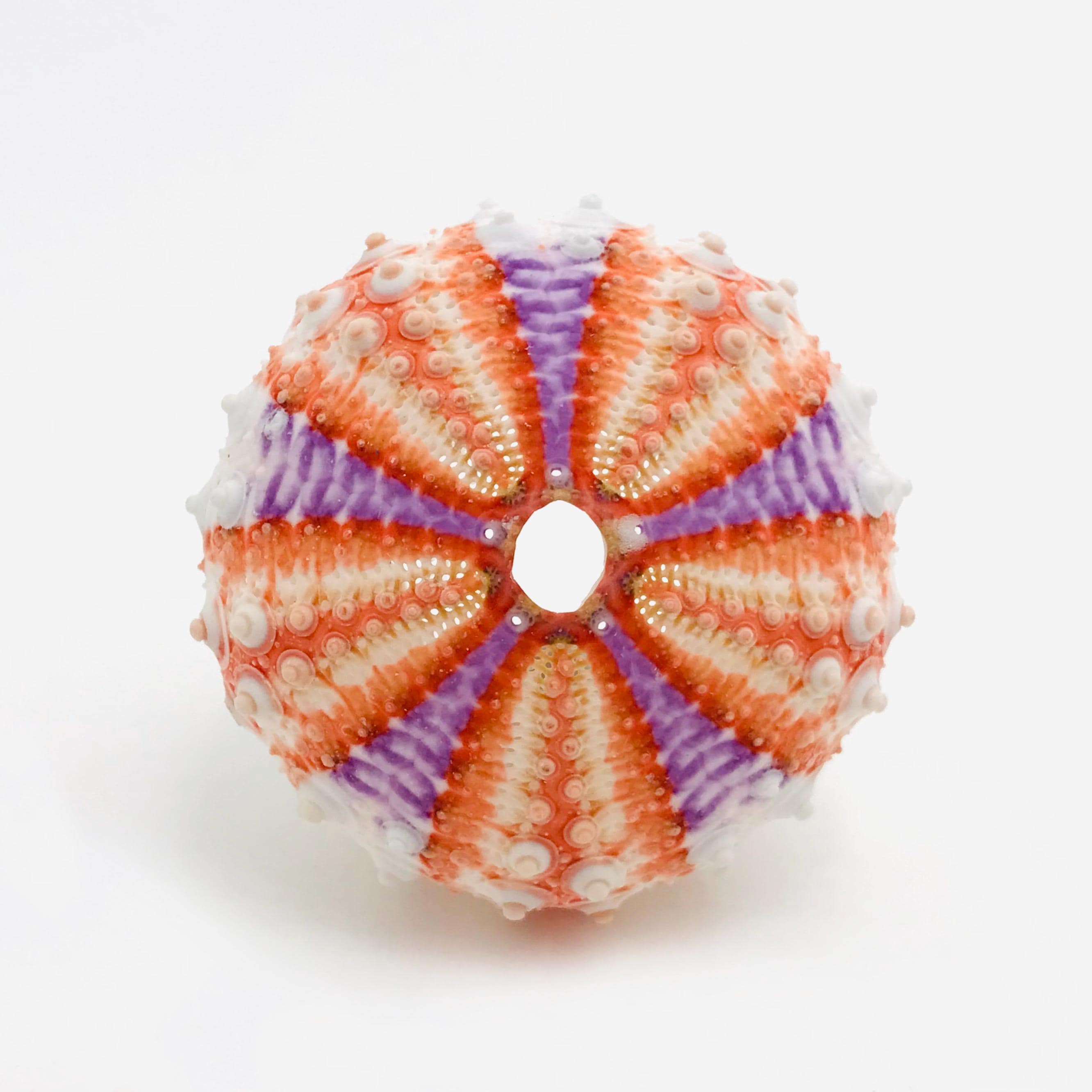 Coelopleurus Maillardi - Orange-purple Sea Urchin - Small Sea