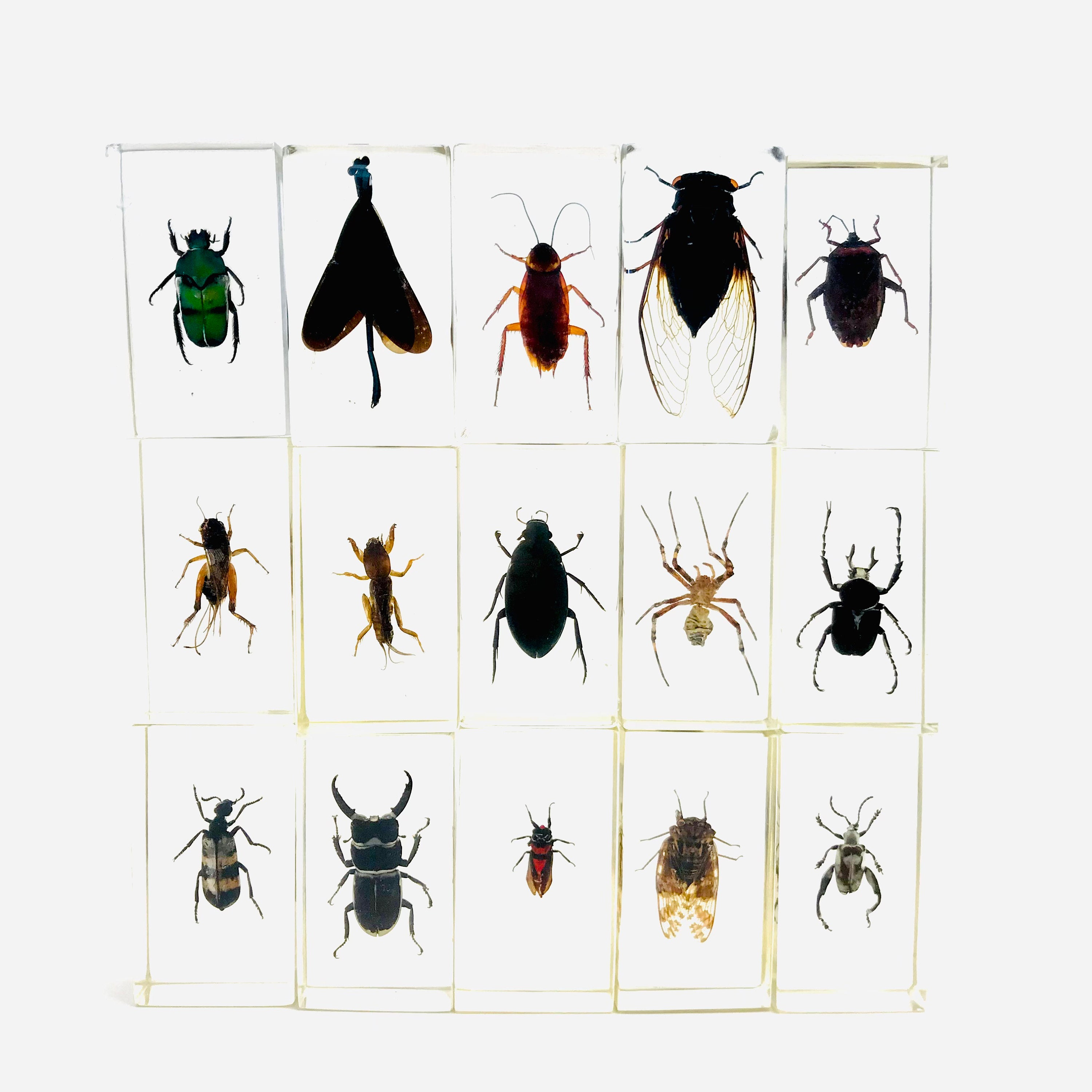 Lot De 6 Spécimens D'Insectes En Résine - Outil Pédagogique, Décoration Bureau, Collection (4.4x2.9x1.8 Cm)