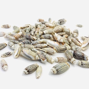 Small zebra shells, oliva gibbosa, white and black shells, shell decoration, shell crafts, creative hobbies