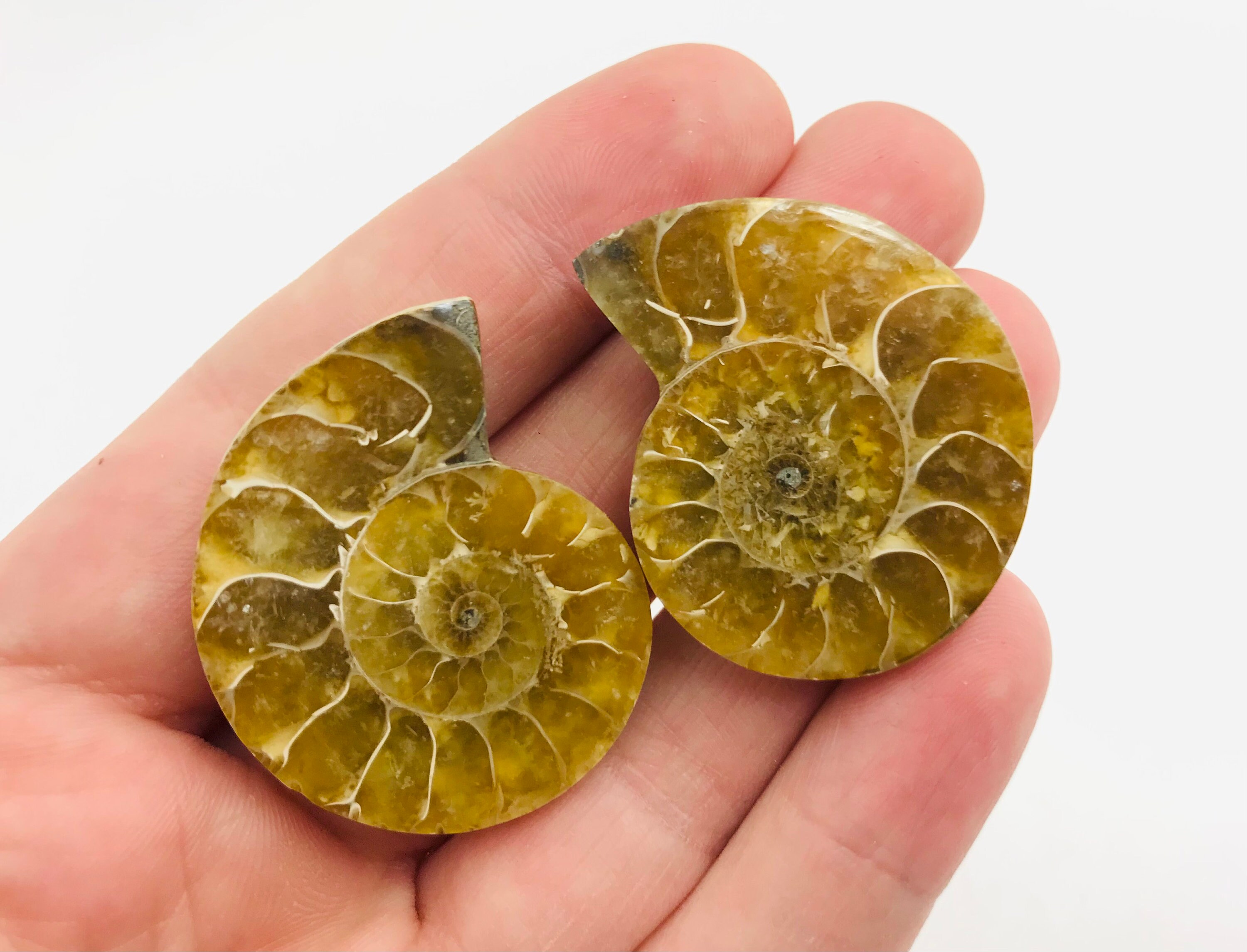 Ammonite, Ammonite Fossile, Collection, Paire Ammonite, Iridescente, Cabinet de Curiosité, Tranche d