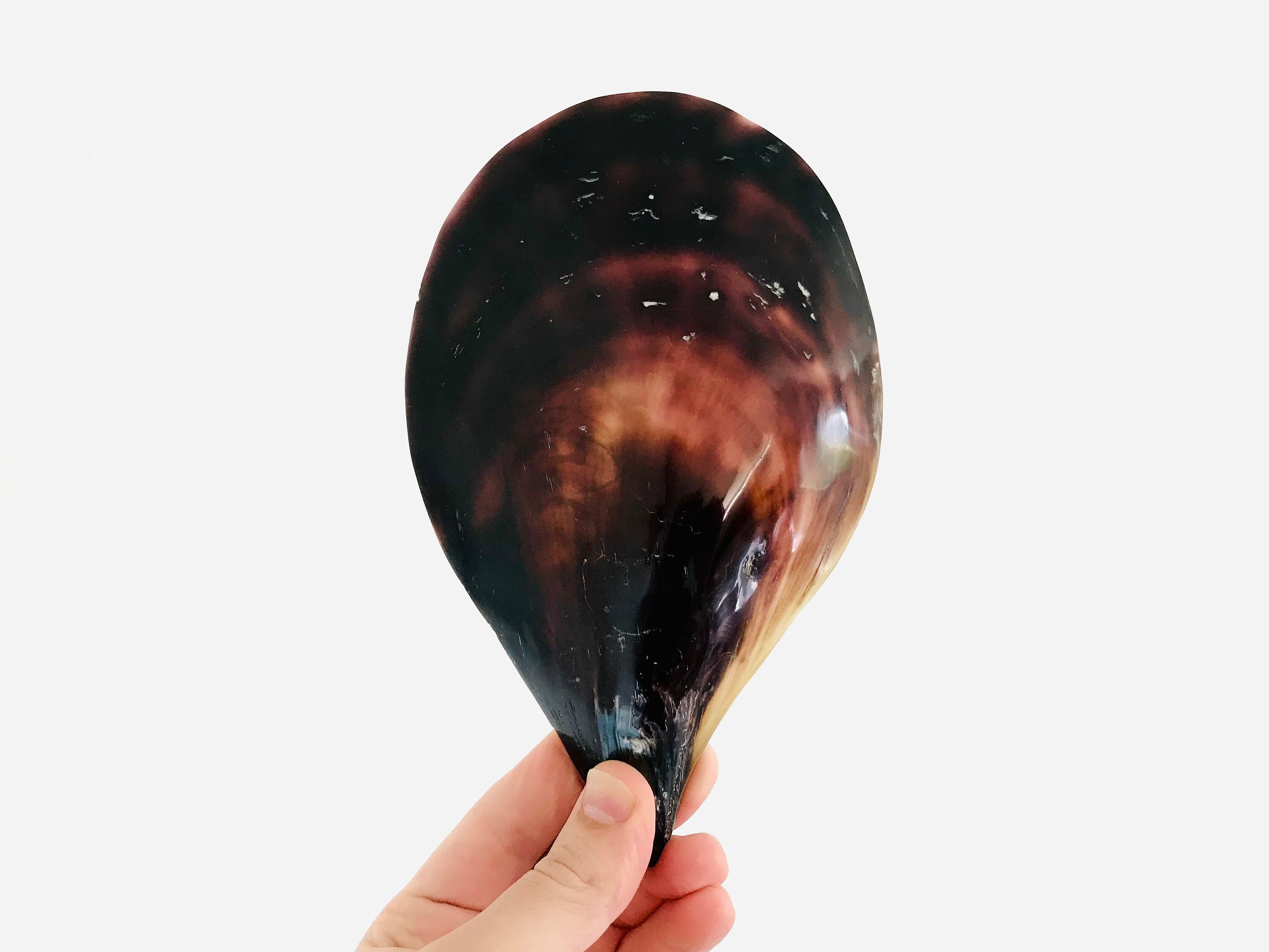 Atrina Vexillum, Coquillage Nacré, Cabinet de Curiosité, Pinna Nobilis, Nacre Noire, Poli, Collectio