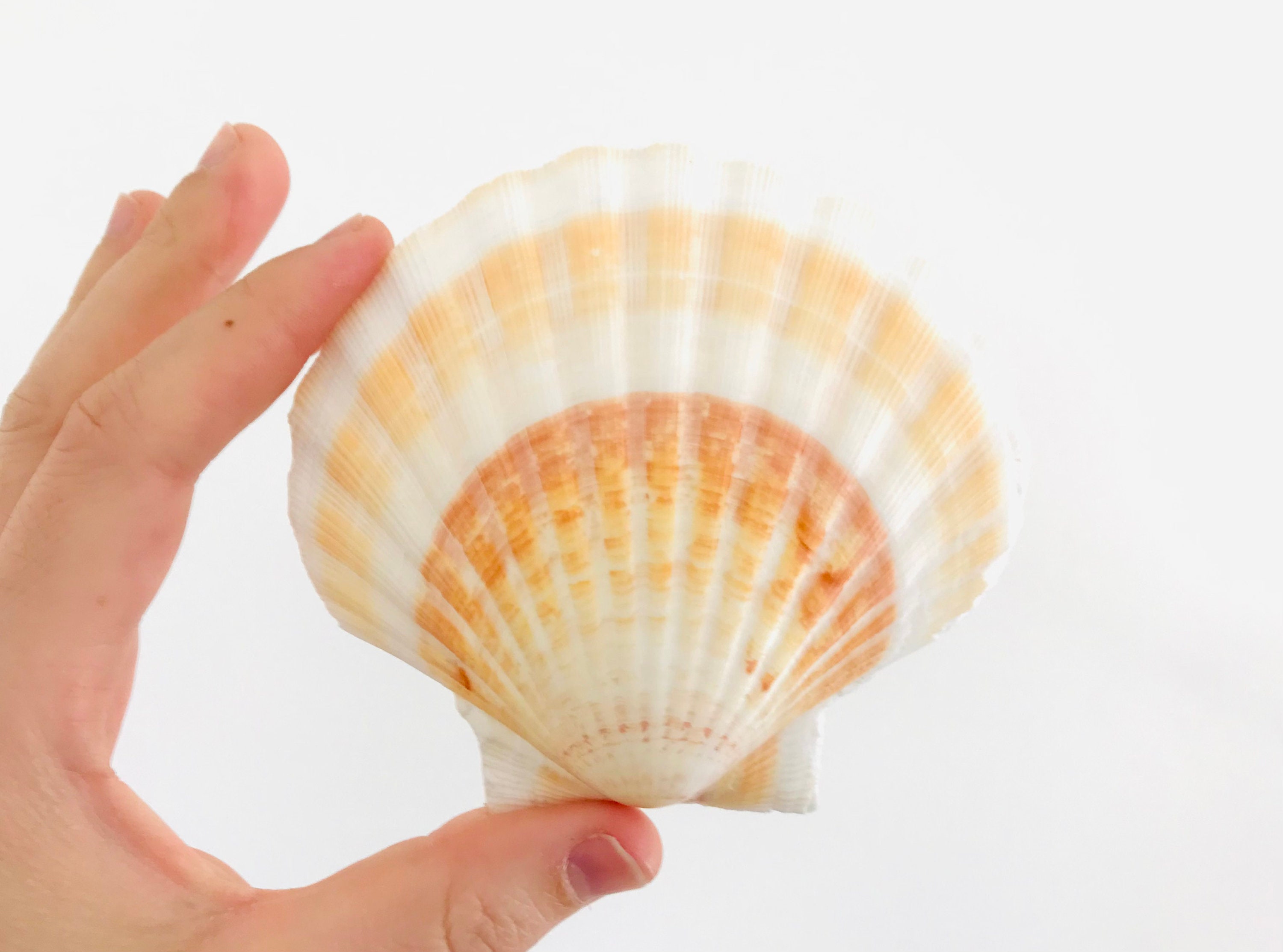 Coquille Saint Jacques, Coquillage Orange, Décoration, Décor Plage, Pétoncle, Cabinet de Curiosité, 