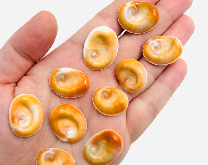 Œil de sainte lucie, lot de 10, yeux sainte lucie, coquillage, coquillage bijoux, coquillage Œil de sainte lucie, lot de 10, yeux sainte lucie, coquillage, coquillage bijoux, coquillage