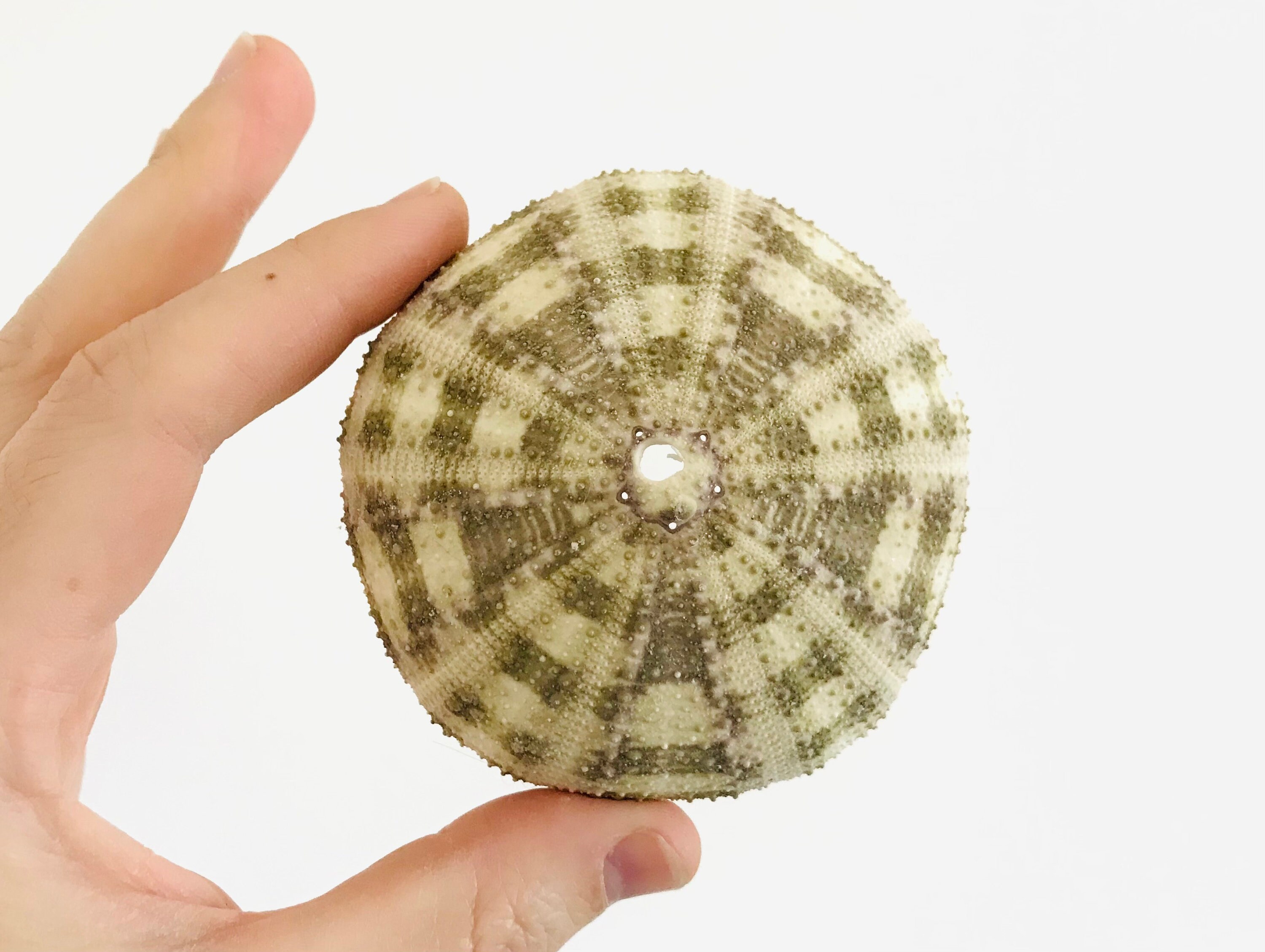 Oursin, Oursin Géant, Coquillage, Gros Curiosité, Cabinet de Test Oursin, Coquille Taxidermie, Toxop