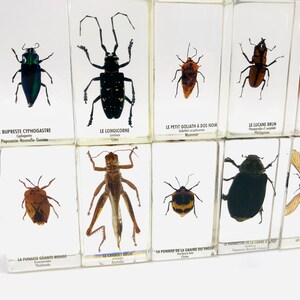 DRXRD Véritable Insecte Taxidermie, Spécimen D'Insecte En Résine