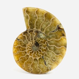 Op de afbeelding: Een gefossiliseerde ammoniet met een spiraalvormig schelpmotief in tinten bruin en geel. De schelp heeft een glad, gepolijst oppervlak.