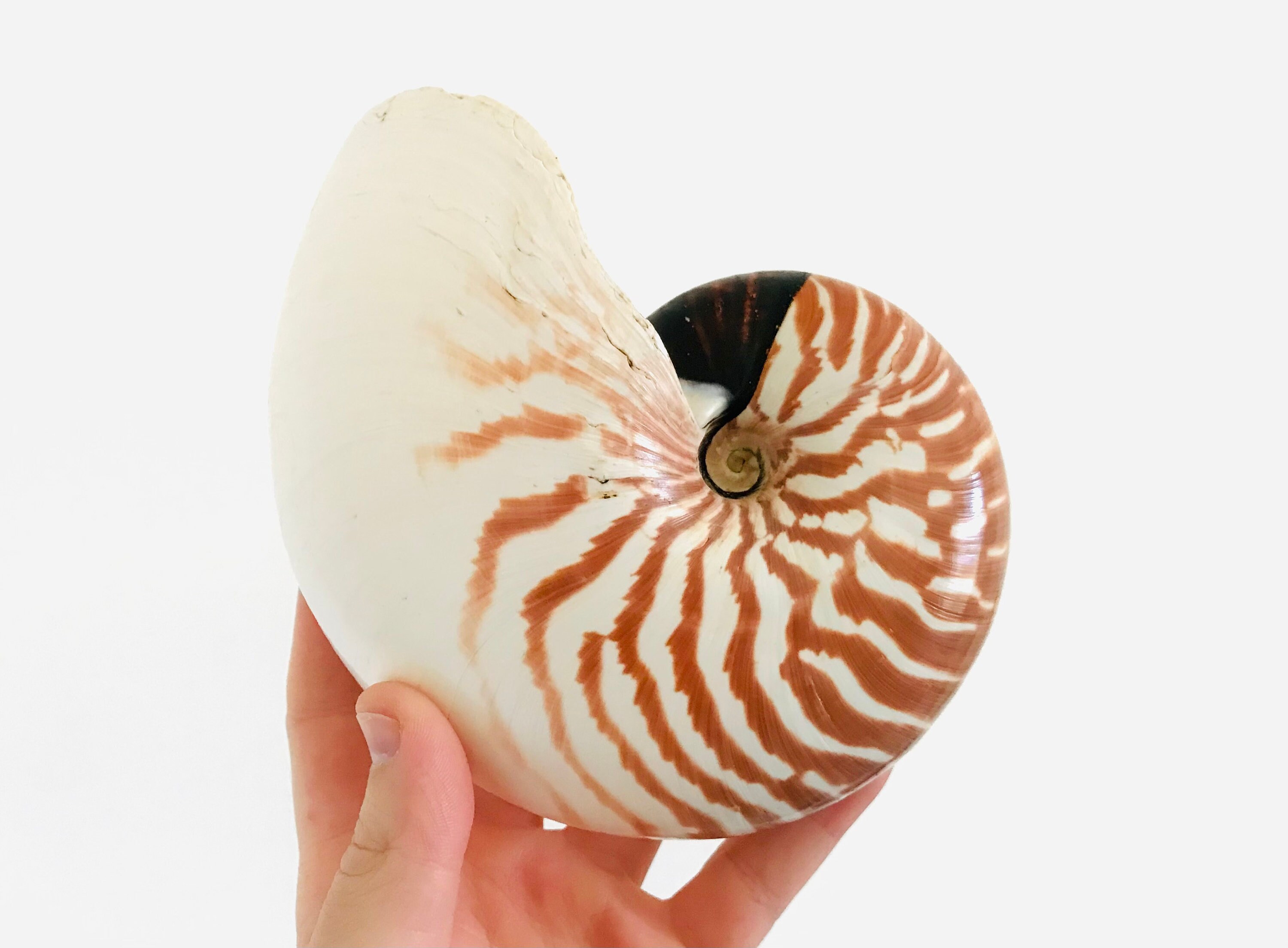 Nautilus Macromphalus, 15 cm, Nautile, Coquillage, Cabinet de Curiosité, Grand Véritable Taxidermie,
