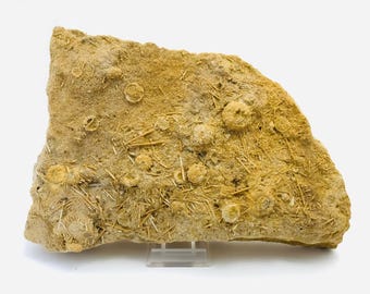 Fósil - Erizo de mar fosilizado - Gabinete de curiosidades, minerales - Landaville - Radiole - Bathoniano - Conchas fosilizadas