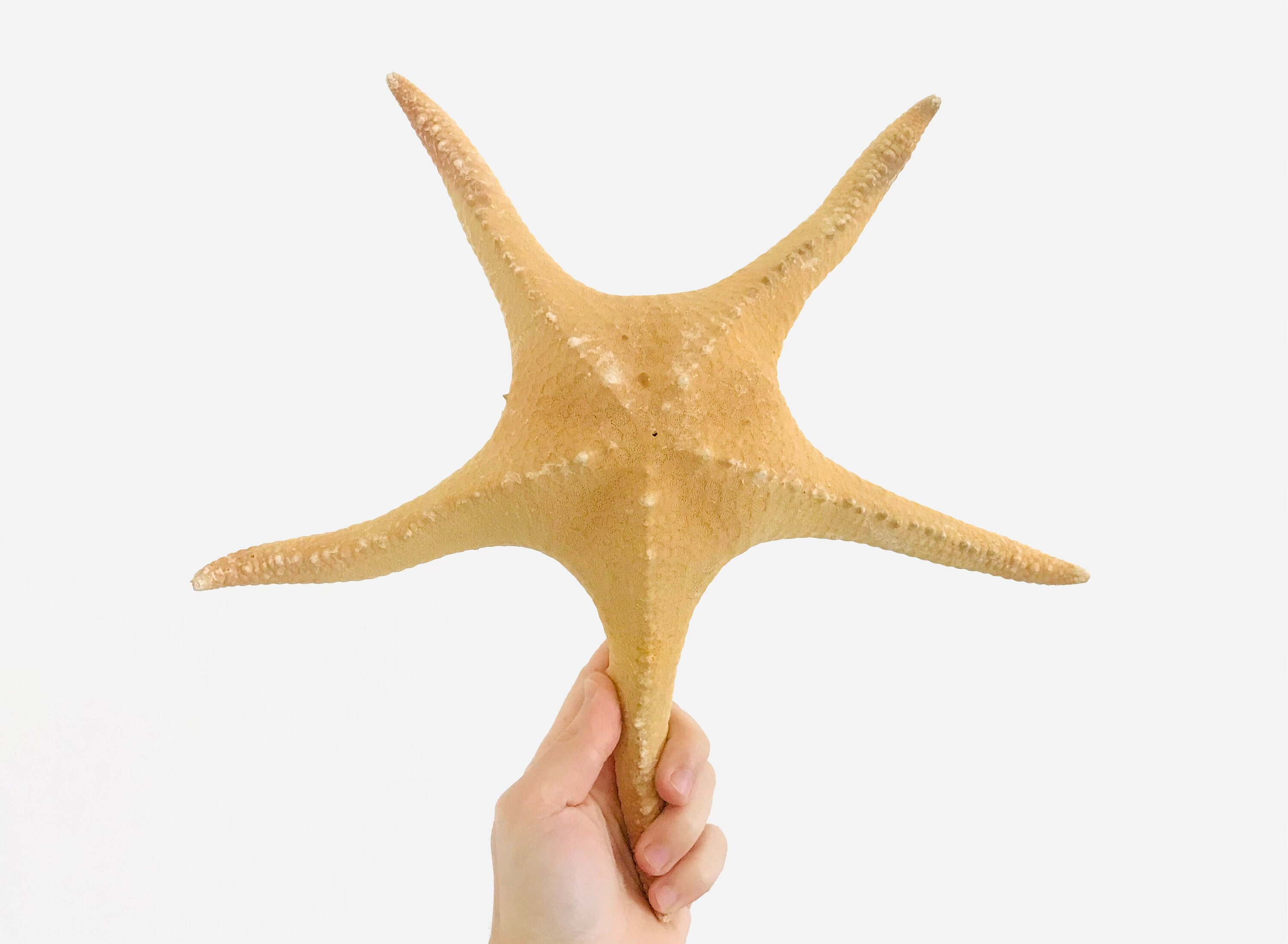 Poraster Superbus, 35cm, Étoile de Mer Géante, Cabinet Curiosité, Coquillage Géant, Grand Coquillage