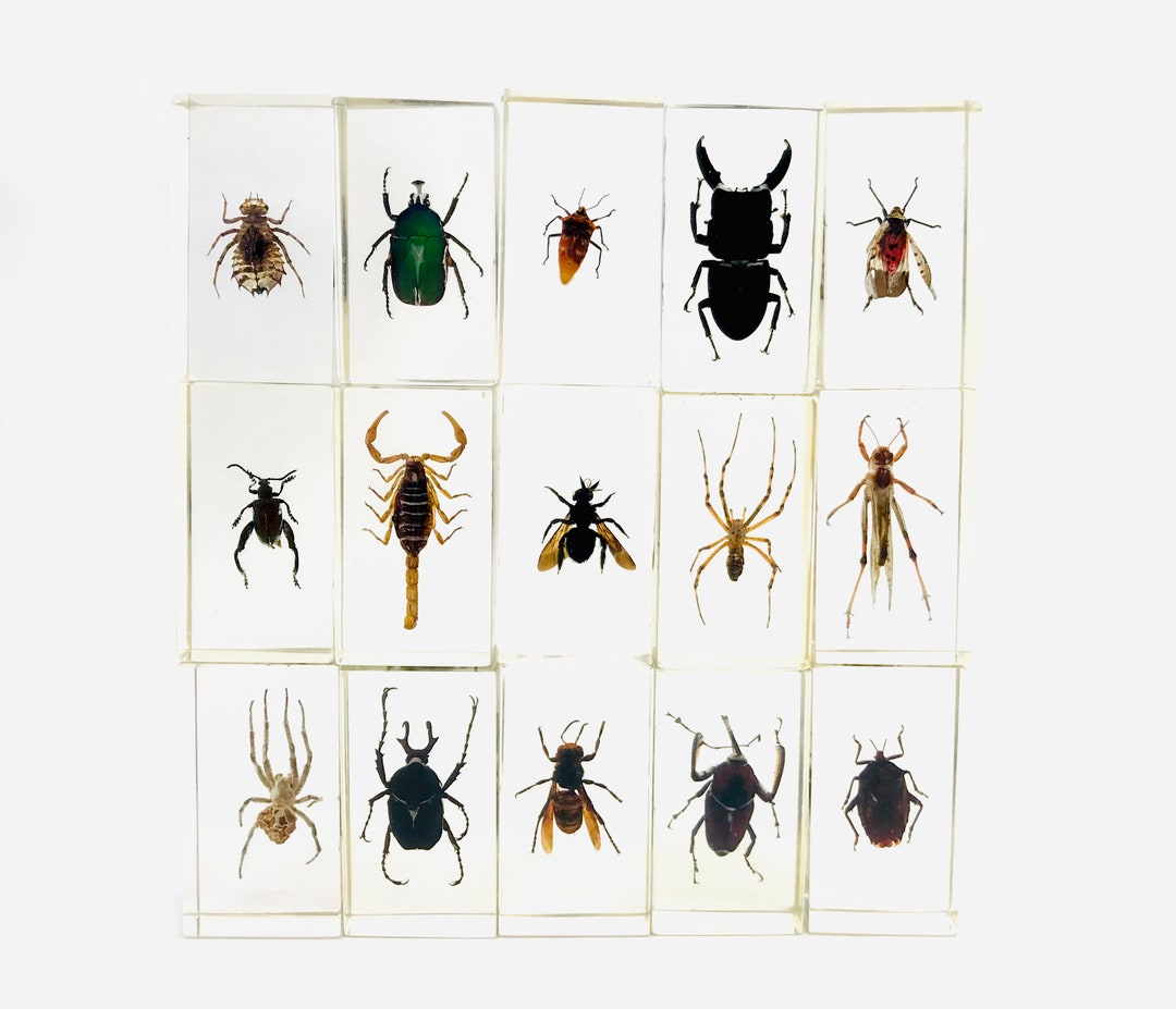Lllunimon Lot De 6 Spécimens D'insectes En Résine, Divers Insectes Réels Taxidermies Pour Fournitures Scientifiques Et éducatives