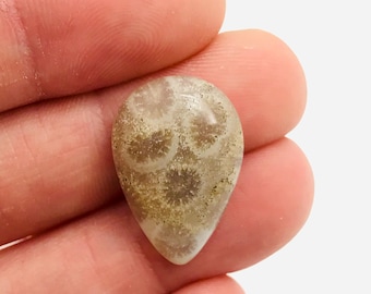 Fossil coral cabochon, fossil coral, pink cabochon, minerals, fossilized coral, curiosity cabinet, fossil, minerals cabochon