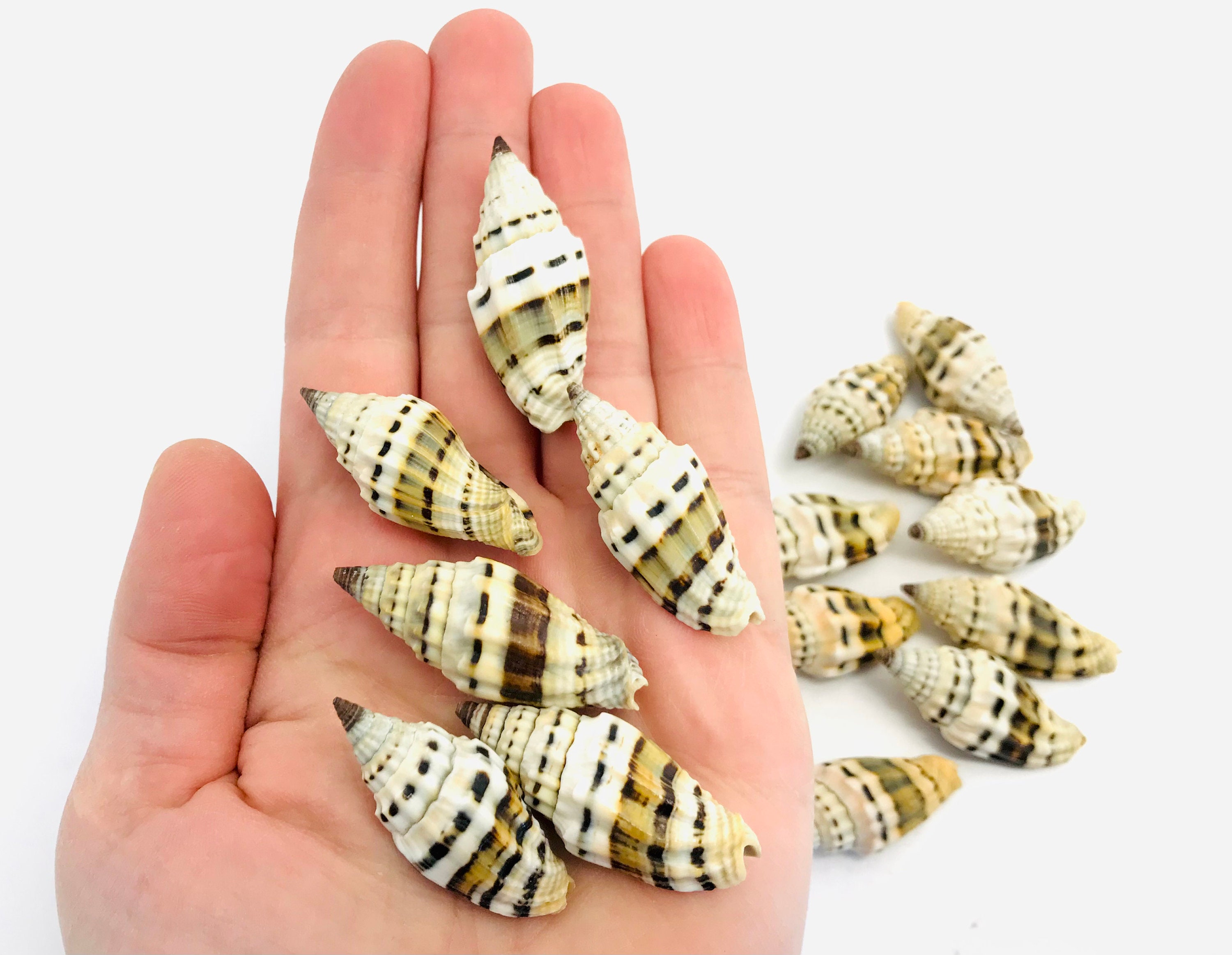 Vexillum Plicarium, Coquillage, Cabinet de Curiosité, Coquillage Collection, Petit Noir et Blanc, Ta