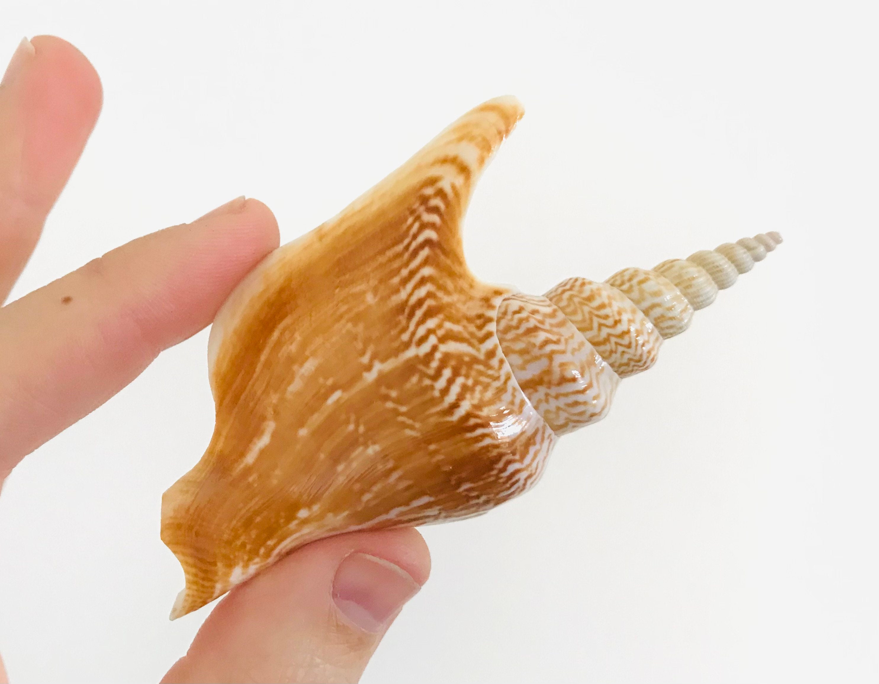Strombus Listeri, Coquillage, Grand Coquillage, Cabinet de Curiosité, Coquillage Collection, Seashel