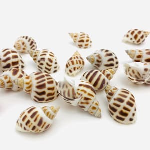 Peut inclure: Une collection de 12 coquillages brun et blanc à rayures. Les coquillages sont disposés de manière aléatoire sur un fond blanc.