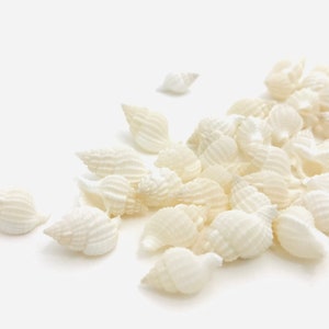 Piccola conchiglia bianca, nassarius reticulatus, mini conchiglia, creazione di gioielli in conchiglia, perla di conchiglia, conchiglia naturale, collezione