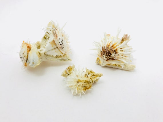Cabinet curiosités Taxidermie Superbe Coquillage Melo broderipi 28 cm+