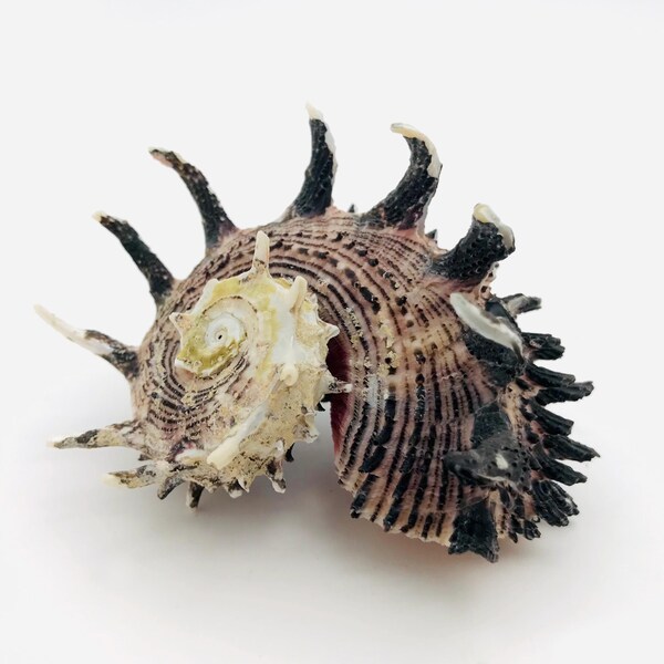 Angaria delphinus, spiny shell, cabinet of curiosities, taxidermy, Hermit Bernard shell, pink and black shell, curiosity