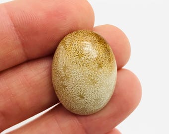 Fossil coral cabochon, fossil coral, pink cabochon, minerals, fossilized coral, curiosity cabinet, fossil, cabochon minerals