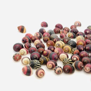 Vittina waigiensis, concha roja pequeña, concha de colección, gabinete de curiosidades, nerita, concha de joyería, concha mini