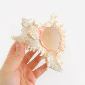 Murex ramosus, snäckskal, chicoreus ramosus, kuriosakabinett, stor vit snäcka, snäckskaldekoration, rosa snäckskal, murex