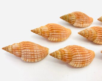 Lyria Delessertiana Coquillage Rare Cabinet De Curiosite Etsy