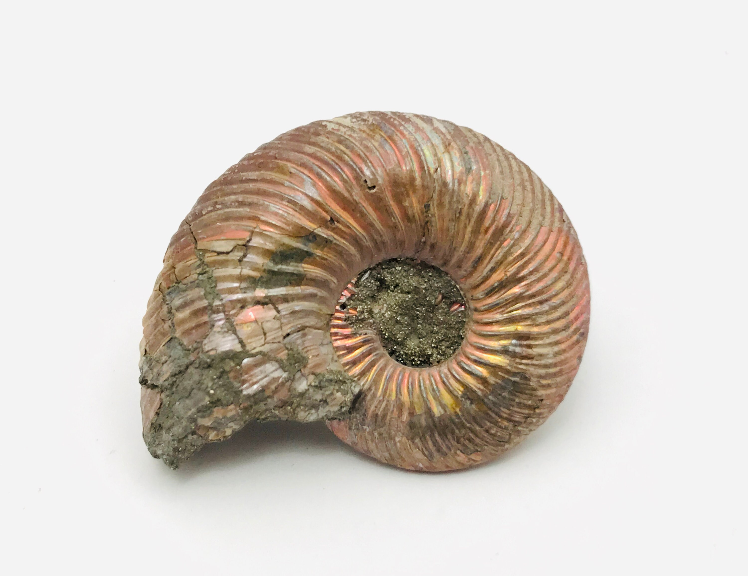 Ammonite Quenstedtoceras Fossil Ammonite Russian Ammonite Etsy Denmark