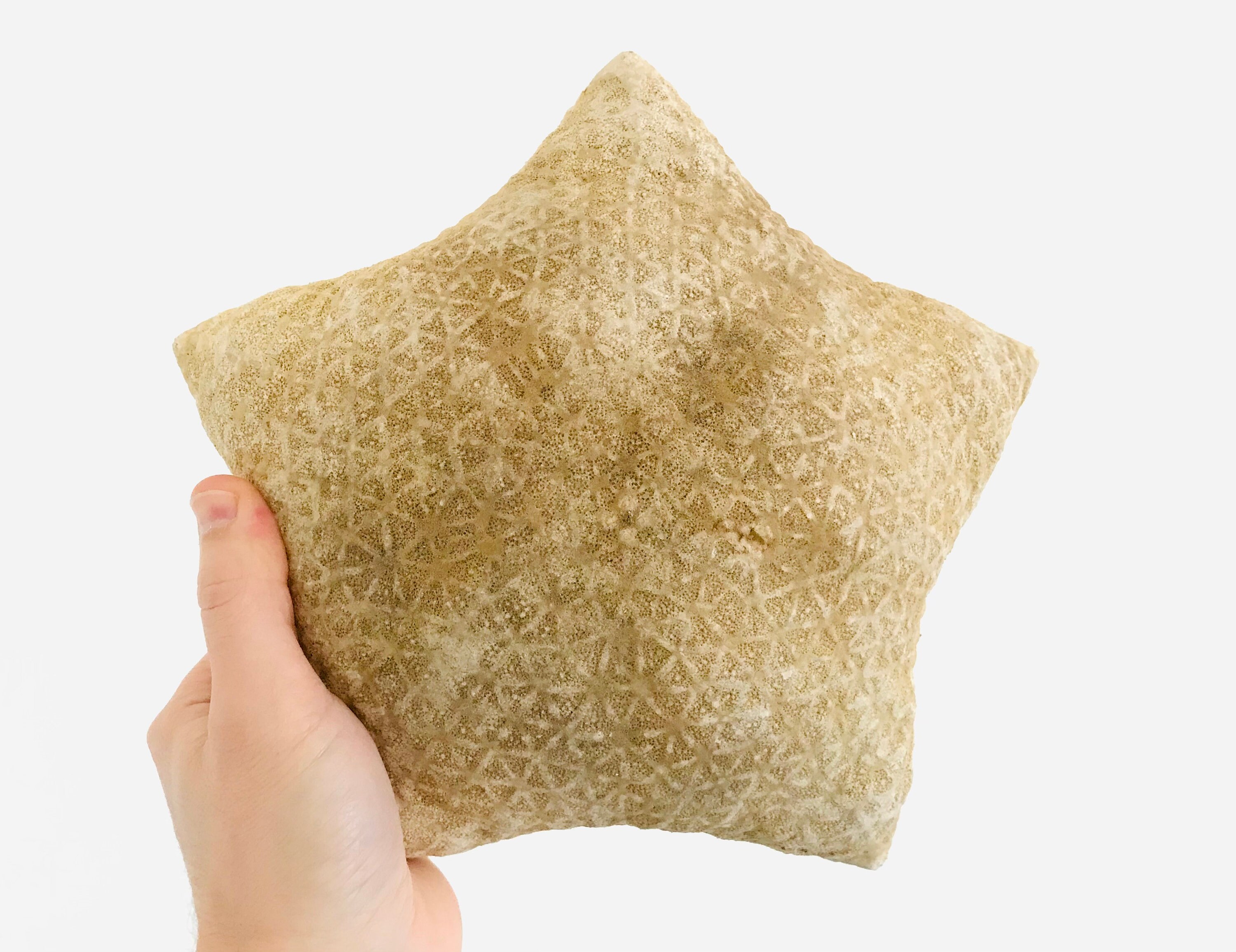 Etoile de Mer Coussin, Étoile Géante, Coquillage, Cabinet Curiosité, Coquillage Géant, Culcita, Taxi