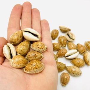 Cypraea ocellata, cowrie, porcelain, collector&#39;s shell, curiosity cabinet, small rare shell, cypraea, rare shell