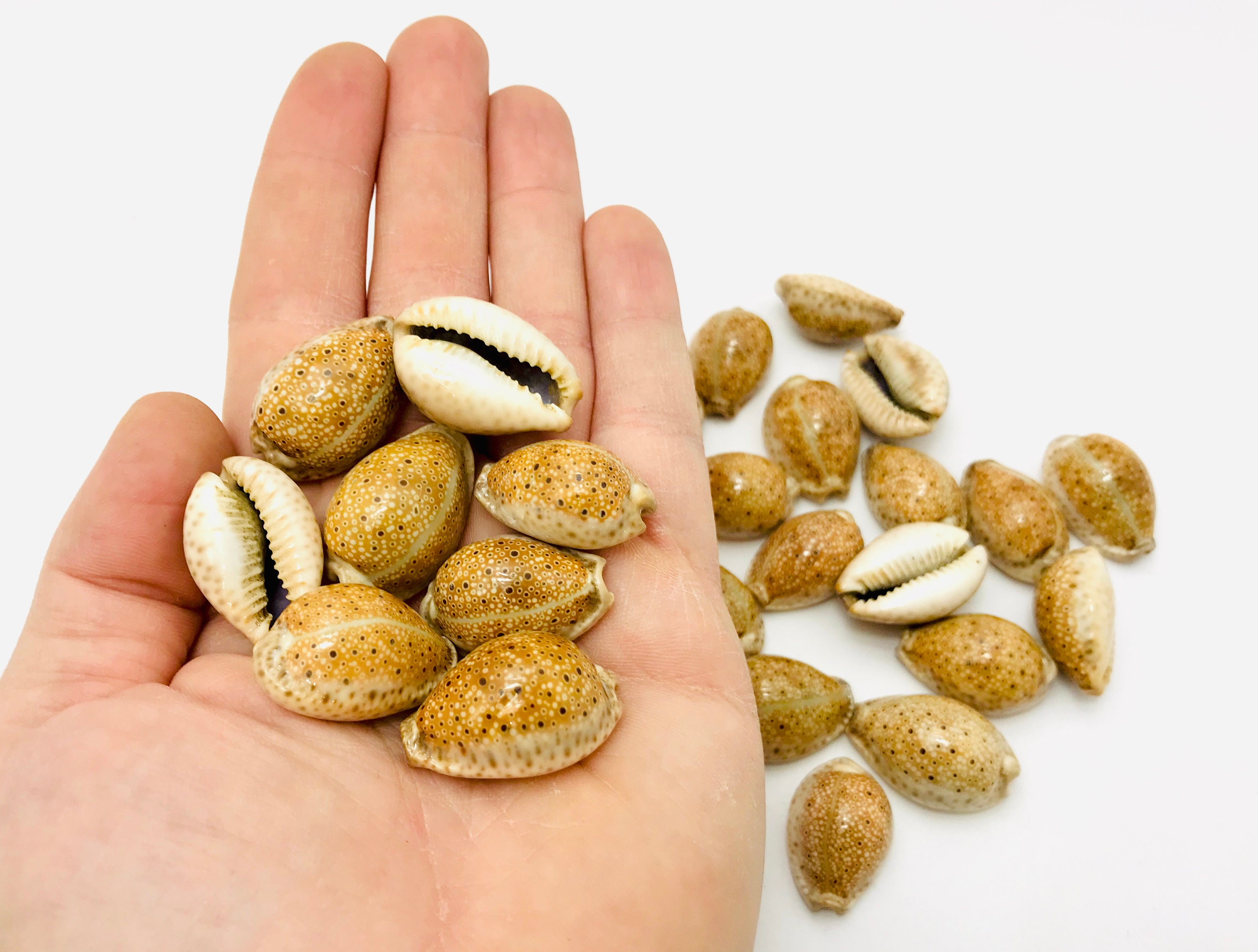 Cypraea Ocellata, Cauri, Porcelaine, Coquillage de Collection, Cabinet Curiosité, Petit Rare, Cyprae