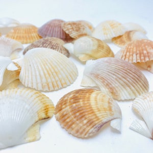 Puede incluir: Una colecci&oacute;n de conchas marinas en varios tonos de blanco, marr&oacute;n y beige. Las conchas est&aacute;n dispuestas en un patr&oacute;n aleatorio sobre un fondo blanco.