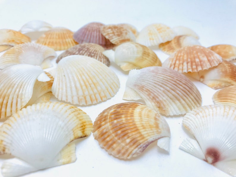 Puede incluir: Una colecci&oacute;n de conchas marinas en varios tonos de blanco, marr&oacute;n y beige. Las conchas est&aacute;n dispuestas en un patr&oacute;n aleatorio sobre un fondo blanco.