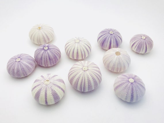 Sea Urchin Purple Sea Urs Sea Urchin Shell Sea Urchin Etsy